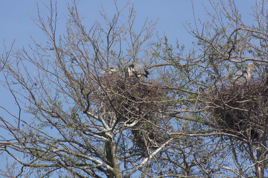 Graureiherkolonie am Niederneuendorfer See. (Ardea cinerea) Fischreiher
12. 4. 2014. Brandenburg. Hennigsdorf. Fauna. Tiere. Vogel. Graureiher. Fischreiher. Nester auf Bäumen
Schlüsselwörter: Ardea cinerea;Baum;Brandenburg;Brutkolonie;Bäume;Fauna;Fischreiher;Graureiher;Nester;Schreitvogel;Tiere;Vogel;2014;Vögel