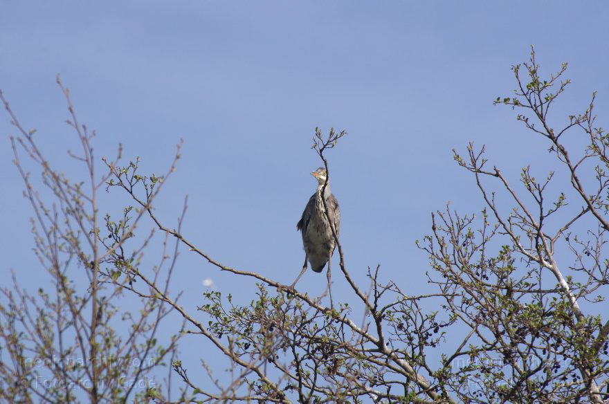 Vogel. Graureiher. Fischreiher. Nester auf Bäumen
12. 4. 2014. Brandenburg. Hennigsdorf. Fauna. Tiere. Vogel. Graureiher. Fischreiher. Nester auf Bäumen
Schlüsselwörter: Ardea cinerea;Baum;Brandenburg;Bäume;Fauna;Fischreiher;Graureiher;Nester;Schreitvogel;Tiere;Vogel;2014;Vögel