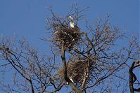 Vogel-Graureiher-20140313-289.jpg