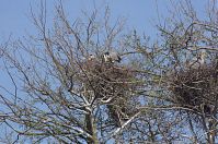 Vogel-Graureiher-20140412-107.jpg