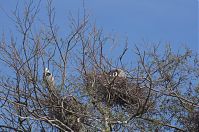 Vogel-Graureiher-20140412-109.jpg