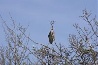 Vogel-Graureiher-20140412-111.jpg