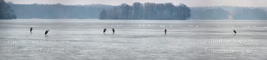 Berlin. Tegel. Tegeler See. Vogel. Graureiher.
27. 2. 2011. Berlin. Tegel. Tegeler See. Fauna. Tiere. Vogel. Vögel. Graureiher (Ardea cinerea) Schreitvogel (Ciconiiformes) Familie Reiher (Ardeidae)
Schlüsselwörter: Ardea cinerea;Berlin;birds;Fauna;Fischreiher;Graureiher;Schreitvogel;Tegel;Tegeler See;Tiere;Vogel;Vögel;2011;Winter