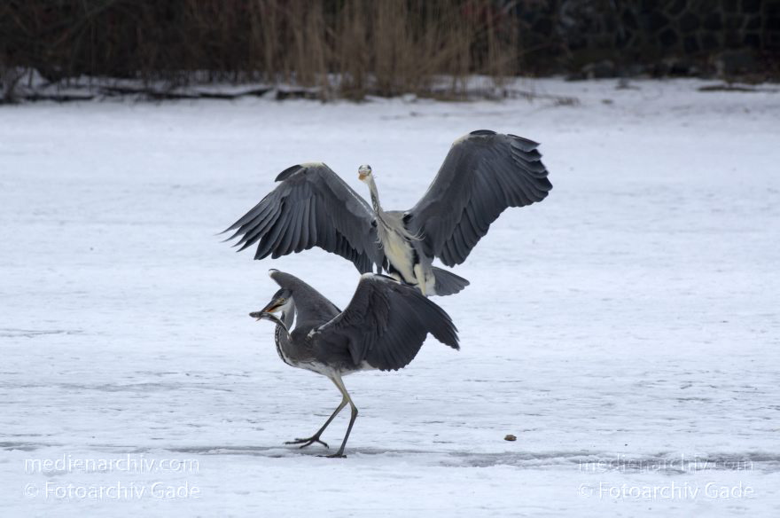 Vogel. Graureiher (Ardea cinerea) Fischreiher. Kleiner Wannsee. Winter
14. 2. 2012. Berlin. Vogel. Vögel. Graureiher (Ardea cinerea) Fischreiher. Kleiner Wannsee. Winter. Die Graureiher warten in der Nähe von Eisanglern auf Fische
Schlüsselwörter: Ardea cinerea;Berlin;birds;Fauna;Fischreiher;Graureiher;Kleiner Wannsee;Schnee;Schreitvogel;Tiere;Vogel;Vögel;Wannsee;Winter;2012;Zehlendorf