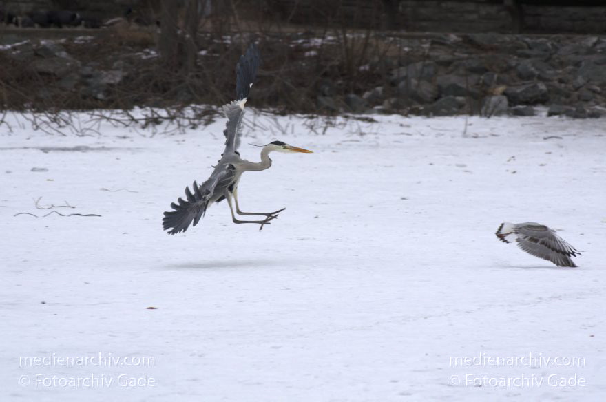 Vogel. Graureiher (Ardea cinerea) Fischreiher. Kleiner Wannsee. Winter
14. 2. 2012. Berlin. Vogel. Vögel. Graureiher (Ardea cinerea) Fischreiher. Kleiner Wannsee. Winter. Die Graureiher warten in der Nähe von Eisanglern auf Fische
Schlüsselwörter: Ardea cinerea;Berlin;birds;Fauna;Fischreiher;Graureiher;Kleiner Wannsee;Schnee;Schreitvogel;Tiere;Vogel;Vögel;Wannsee;Winter;2012;Zehlendorf