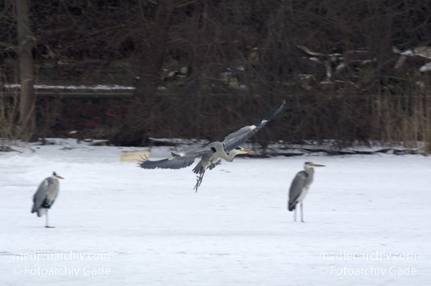 Vogel. Graureiher (Ardea cinerea) Fischreiher. Kleiner Wannsee. Winter
14. 2. 2012. Berlin. Vogel. Vögel. Graureiher (Ardea cinerea) Fischreiher. Kleiner Wannsee. Winter. Die Graureiher warten in der Nähe von Eisanglern auf Fische
Schlüsselwörter: Ardea cinerea;Berlin;birds;Fauna;Fischreiher;Graureiher;Kleiner Wannsee;Schnee;Schreitvogel;Tiere;Vogel;Vögel;Wannsee;Winter;2012;Zehlendorf