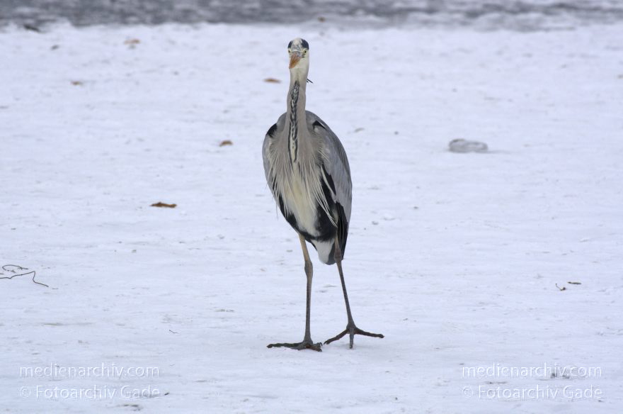 Vogel. Graureiher (Ardea cinerea) Fischreiher. Kleiner Wannsee. Winter
14. 2. 2012. Berlin. Vogel. Vögel. Graureiher (Ardea cinerea) Fischreiher. Kleiner Wannsee. Winter. Die Graureiher warten in der Nähe von Eisanglern auf Fische
Schlüsselwörter: Ardea cinerea;Berlin;birds;Fauna;Fischreiher;Graureiher;Kleiner Wannsee;Schnee;Schreitvogel;Tiere;Vogel;Vögel;Wannsee;Winter;2012;Zehlendorf