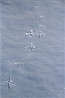Dateiname=Vogel-Graureiher-winter-20100124-33.jpg
Dateigröße=181KB
Abmessungen: 587x880
hinzugefügt am: 06. Januar 2016 Vogel-Graureiher-winter-20100124-33.jpg