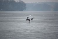 Dateiname=Vogel-Graureiher-winter-20110227-58.jpg
Dateigröße=100KB
Abmessungen: 880x586
hinzugefügt am: 06. Januar 2016 Vogel-Graureiher-winter-20110227-58.jpg