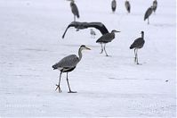 Dateiname=Vogel-Graureiher-winter-20120214-111.jpg
Dateigröße=105KB
Abmessungen: 880x584
hinzugefügt am: 06. Januar 2016 Vogel-Graureiher-winter-20120214-111.jpg