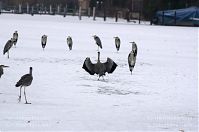 Vogel-Graureiher-winter-20120214-112.jpg