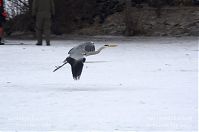Dateiname=Vogel-Graureiher-winter-20120214-115.jpg
Dateigröße=105KB
Abmessungen: 880x584
hinzugefügt am: 06. Januar 2016 Vogel-Graureiher-winter-20120214-115.jpg