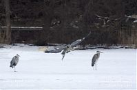Vogel-Graureiher-winter-20120214-117.jpg