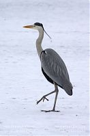 Vogel-Graureiher-winter-20120214-123.jpg