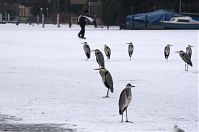 Vogel-Graureiher-winter-20120214-124.jpg