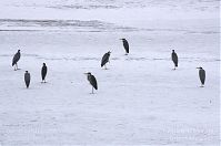 Vogel-Graureiher-winter-20120214-125.jpg