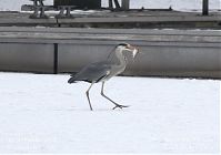 Vogel-Graureiher-winter-20120214-126.jpg