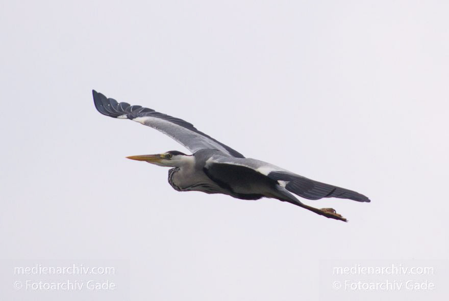 Fliegender Graureiher (Ardea cinerea) Fischreiher
20. 5. 2014. Berlin. Tiere. Fauna. Vogel. Vögel.  Fliegender Graureiher (Ardea cinerea) Fischreiher
Schlüsselwörter: Ardea cinerea;Berlin;Fauna;Fischreiher;fliegen;Graureiher;Tiere;Vogel;2014;Vögel