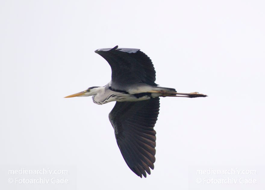 Fliegender Graureiher (Ardea cinerea) Fischreiher
20. 5. 2014. Berlin. Tiere. Fauna. Vogel. Vögel.  Fliegender Graureiher (Ardea cinerea) Fischreiher
Schlüsselwörter: Ardea cinerea;Berlin;Fauna;Fischreiher;fliegen;Graureiher;Tiere;Vogel;2014;Vögel
