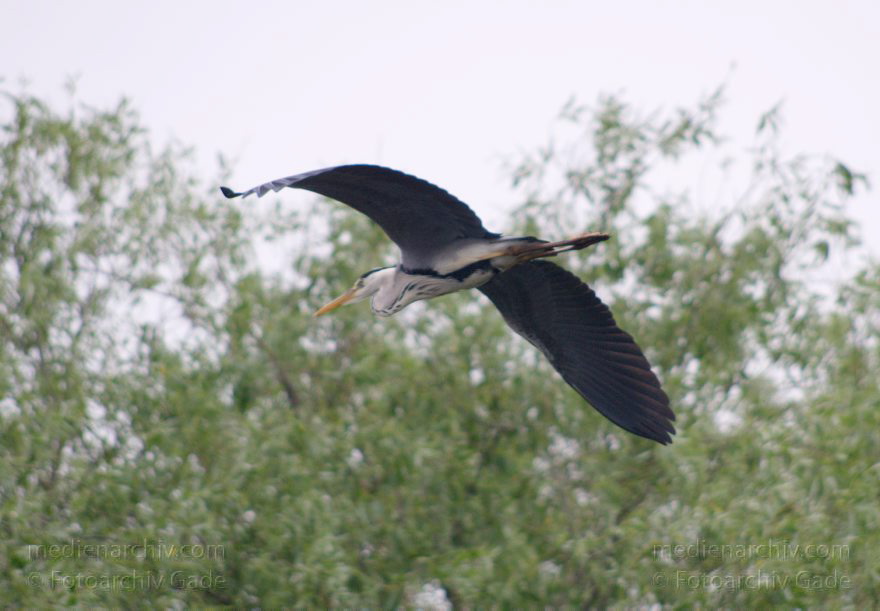 Fliegender Graureiher (Ardea cinerea) Fischreiher
20. 5. 2014. Berlin. Tiere. Fauna. Vogel. Vögel.  Fliegender Graureiher (Ardea cinerea) Fischreiher
Schlüsselwörter: Ardea cinerea;Berlin;Fauna;Fischreiher;fliegen;Graureiher;Tiere;Vogel;2014;Vögel