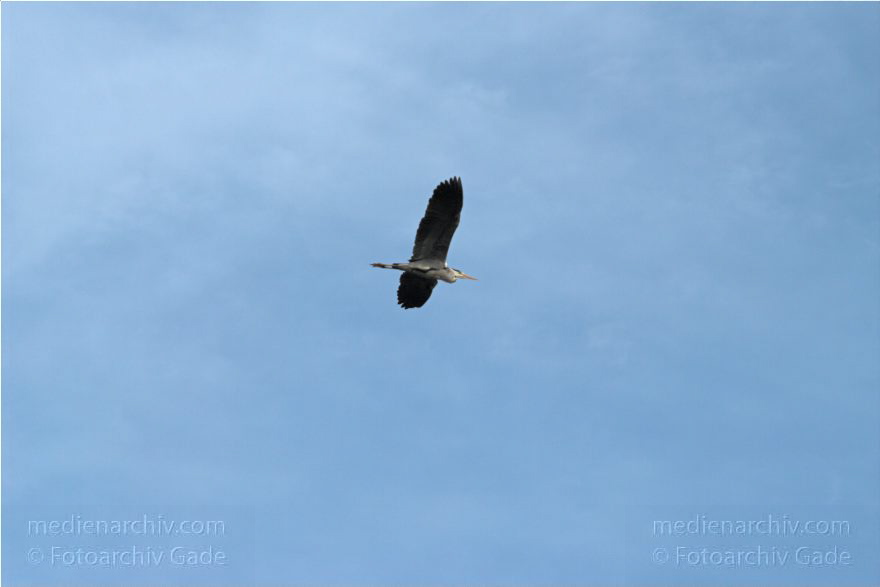Graureiher (Ardea cinerea), auch Fischreiher fliegt. Himmel
9. 5. 2009. Berlin. Über dem Hauptbahnhof! Fauna. Tiere. Vogel Vögel. Graureiher (Ardea cinerea), auch Fischreiher fliegt. Himmel
Schlüsselwörter: Ardea cinerea;birds;Fauna;Fischreiher;Graureiher;Schreitvogel;Tiere;Vogel;Vögel;2009