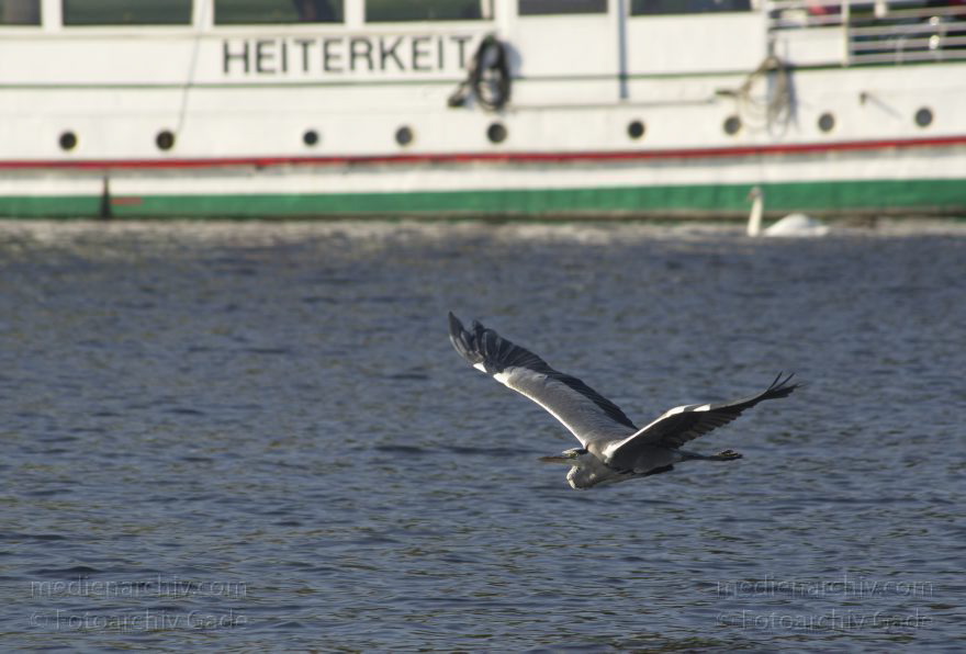 Berlin. Spandau. Kladow. Fauna Tiere Vogel Vögel - Graureiher (Ardea cinerea) Fischreiher.
20. 9. 2011. Berlin. Spandau. Kladow. Fluss Havel. Fauna Tiere Vogel Vögel. Graureiher (Ardea cinerea) Fischreiher. Schreitvogel (Ciconiiformes). Familie: Reiher (Ardeidae)
Schlüsselwörter: Ardea cinerea;Berlin;birds;Fauna;Fischreiher;Graureiher;Havel;Kladow;Schreitvogel;Spandau;Tiere;Vogel;Vögel;2011