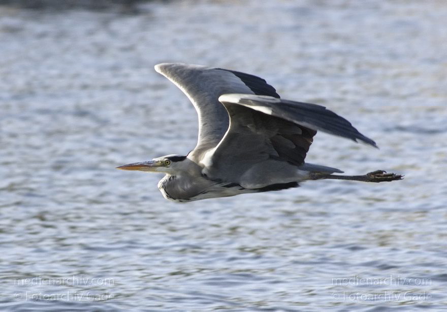 Berlin. Spandau. Kladow. Fauna Tiere Vogel Vögel - Graureiher (Ardea cinerea) Fischreiher.
20. 9. 2011. Berlin. Spandau. Kladow. Fluss Havel. Fauna Tiere Vogel Vögel. Graureiher (Ardea cinerea) Fischreiher. Schreitvogel (Ciconiiformes). Familie: Reiher (Ardeidae)
Schlüsselwörter: Ardea cinerea;Berlin;birds;Fauna;Fischreiher;Graureiher;Havel;Kladow;Schreitvogel;Spandau;Tiere;Vogel;Vögel;2011