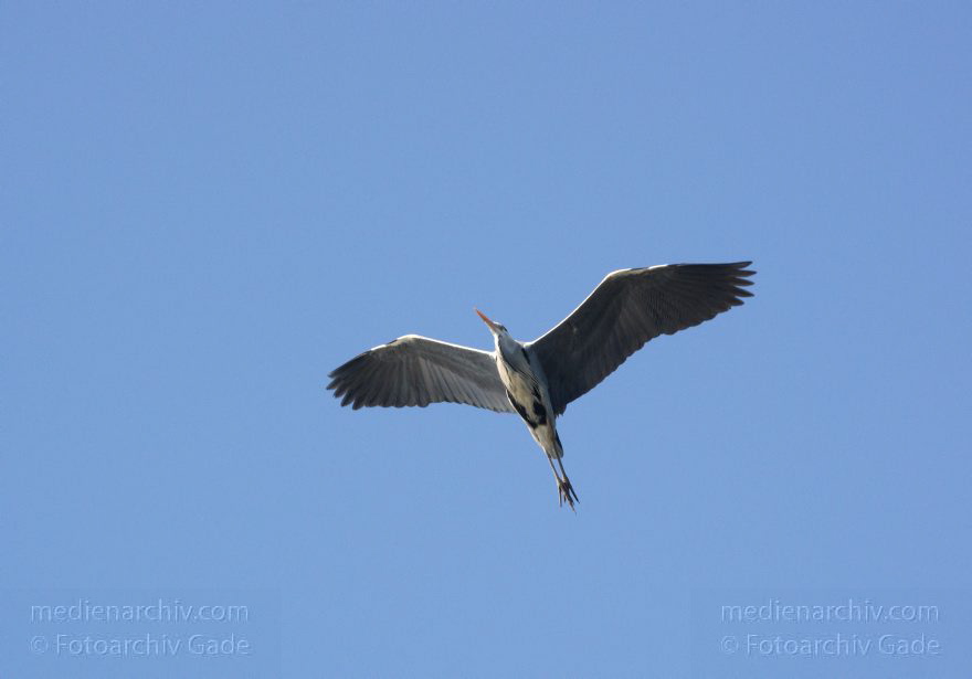 Fliegender Fischreiher. Graureiher
28. 4. 2012. Fauna. Tier. Vogel. Fliegender Fischreiher. Graureiher. Ardea cinerea
Schlüsselwörter: Fischreiher;Graureiher;Schreitvogel;Tiere;Vogel;Vögel;Ardea cinerea;birds;Fauna