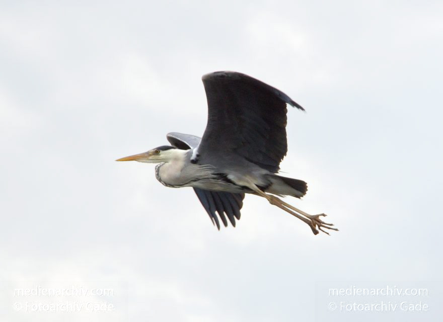Brandenburg. Schwielowsee. Fliegender Graureiher.
19. 5. 2012. Brandenburg. Schwielowsee. Fauna. Tiere. Vogel. Vögel. Graureiher (Ardea cinerea) Fischreiher. Fliegender Graureiher.
Schlüsselwörter: Ardea cinerea;birds;Brandenburg;Fauna;Fischreiher;Graureiher;Schreitvogel;Tiere;Vogel;Vögel;2012