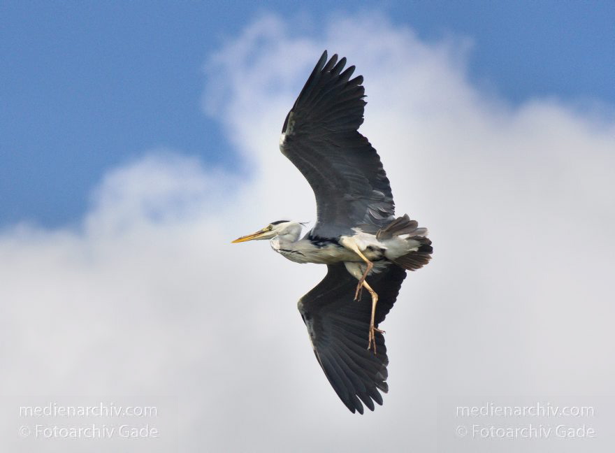 Brandenburg. Vogel. Graureiher (Ardea cinerea) Fischreiher.
4. 7. 2012. Brandenburg. Fauna. Tiere. Vogel. Vögel. Fliegender Graureiher (Ardea cinerea) Fischreiher.
Schlüsselwörter: Ardea cinerea;birds;Brandenburg;Fauna;Fischreiher;Graureiher;Schreitvogel;Tiere;Vogel;Vöge;Vögel;2012