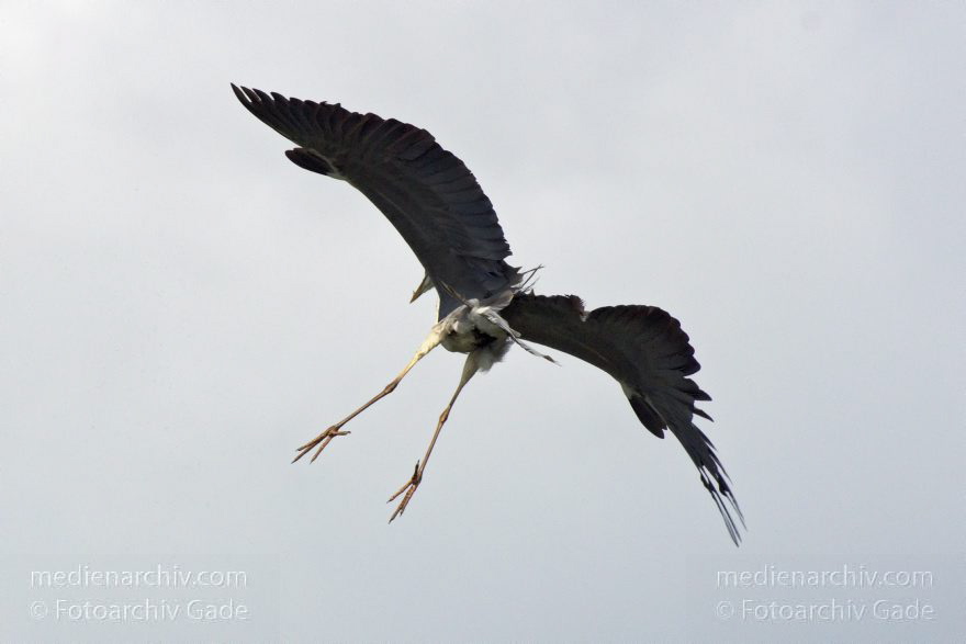 Brandenburg. Vogel. Graureiher (Ardea cinerea) Fischreiher.
4. 7. 2012. Brandenburg. Fauna. Tiere. Vogel. Vögel. Fliegender Graureiher (Ardea cinerea) Fischreiher.
Schlüsselwörter: Ardea cinerea;birds;Brandenburg;Fauna;Fischreiher;Graureiher;Schreitvogel;Tiere;Vogel;Vöge;Vögel;2012