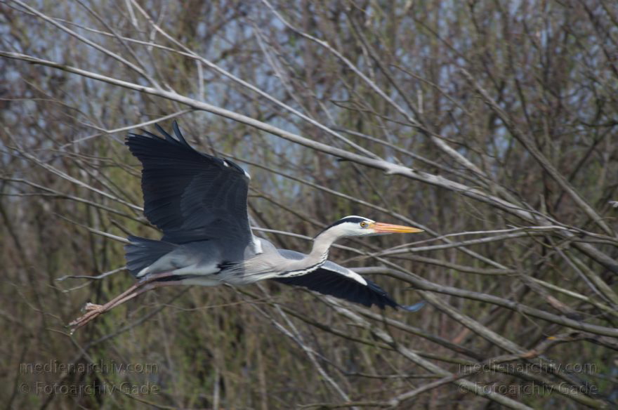 Brandenburg. Vogel. Graureiher (Ardea cinerea) Fischreiher.
24. 4. 2013. Brandenburg. Künstliche Insel zwischen der der Havel-Oder-Wasserstraße und dem Niederneuendorfer See. Vogel. Vögel. Brutkolonie. Nester. Graureiher (Ardea cinerea) Fischreiher.
Schlüsselwörter: Ardea cinerea;birds;Brandenburg;Fauna;Fischreiher;Graureiher;Niederneuendorfer See;Schreitvogel;Tiere;Vogel;Vöge;Vögel;2013