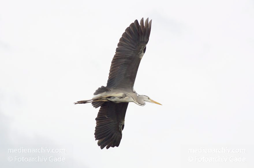 Fliegender Fischreiher. Graureiher
16. 5. 2013. Brandenburg. Hennigsdorf. Fauna. Tiere. Fliegender Graureiher (Ardea cinerea) Fischreiher. Schreitvogel (Ciconiiformes)
Schlüsselwörter: Ardea cinerea;birds;Ciconiiformes;Fauna;Fischreiher;fliegen;Graureiher;Schreitvogel;Tiere;Vogel;Vögel;2013