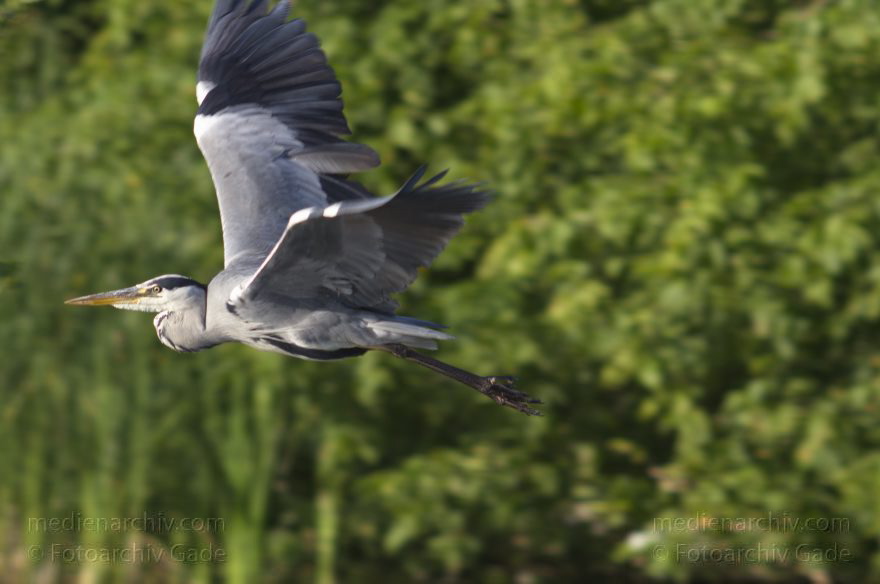 Vogel. Graureiher (Ardea cinerea) Fischreiher
23. 7. 2013. Berlin. Tegeler See. Fauna. Vogel. Vögel. Graureiher. Fischreiher.
Schlüsselwörter: Ardea cinerea;Berlin;birds;Fauna;Fischreiher;Graureiher;Schreitvogel;Tegeler See;Tiere;Vogel;Vögel;2013