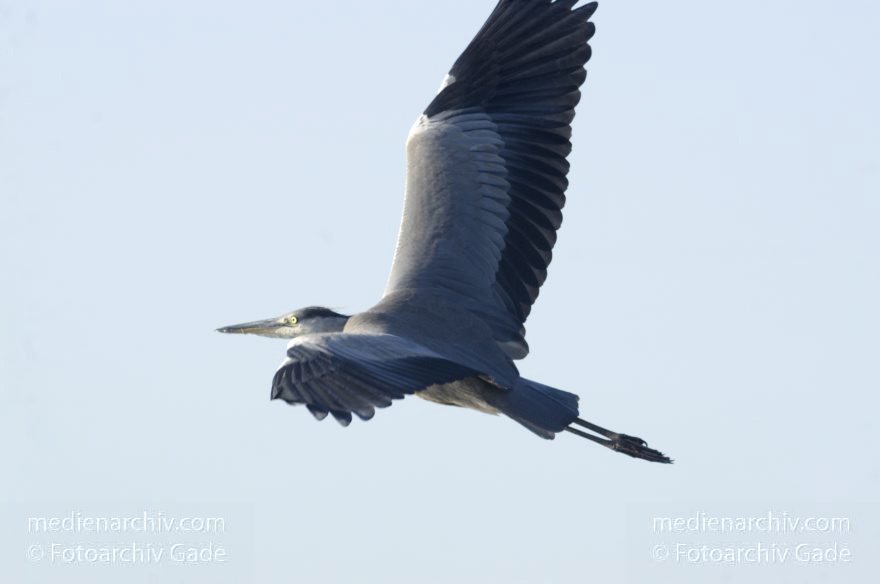 Vogel. Graureiher (Ardea cinerea) Fischreiher
23. 7. 2013. Berlin. Tegeler See. Fauna. Vogel. Vögel. Graureiher. Fischreiher.
Schlüsselwörter: Ardea cinerea;Berlin;birds;Fauna;Fischreiher;Graureiher;Schreitvogel;Tegeler See;Tiere;Vogel;Vögel;2013
