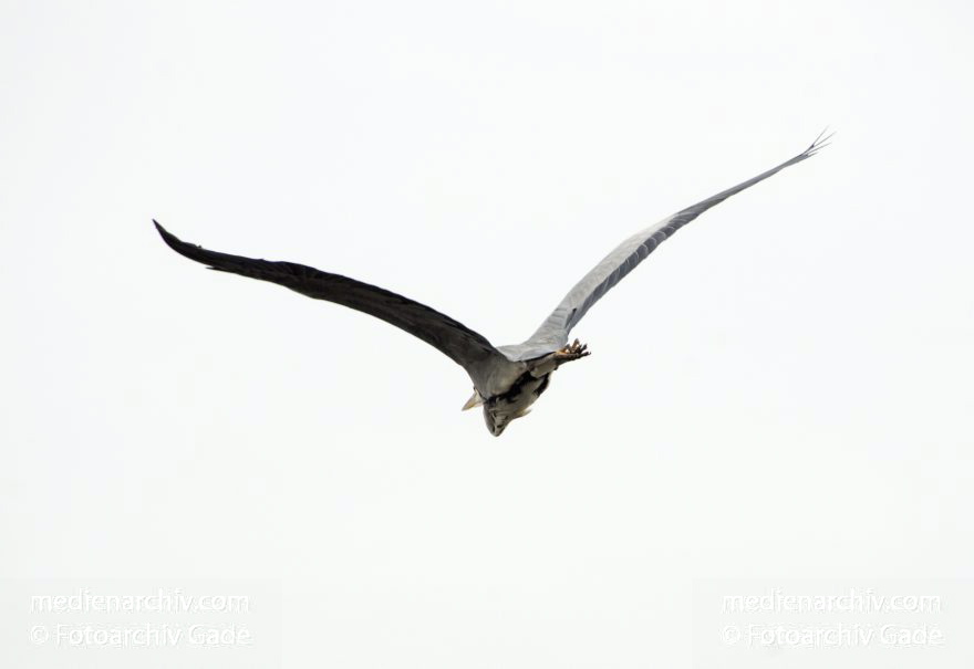 Fliegender Graureiher (Ardea cinerea) Fischreiher.
20. 10. 2013. Brandenburg. Havel-Oder-Wasserstraße. Vogel. Vögel. Fliegender Graureiher (Ardea cinerea) Fischreiher.
Schlüsselwörter: Ardea cinerea;Berlin;Fauna;Fischreiher;Graureiher;Schreitvogel;Tiere;Vogel;Vöge;2013;Vögel