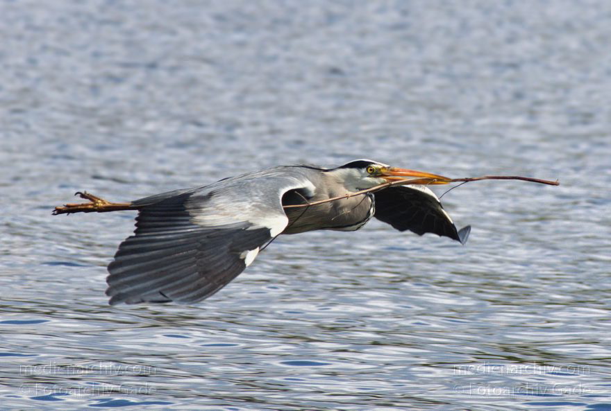 Vogel. Graureiher. Fliegender Fischreiher mit Zweig im Schnabel
12. 4. 2014. Brandenburg. Hennigsdorf. Fauna. Tiere. Vogel. Graureiher. Fliegender Fischreiher mit Zweig im Schnabel
Schlüsselwörter: Ardea cinerea;Brandenburg;Fauna;Fischreiher;Graureiher;Schreitvogel;Tiere;Vogel;2014;Vögel