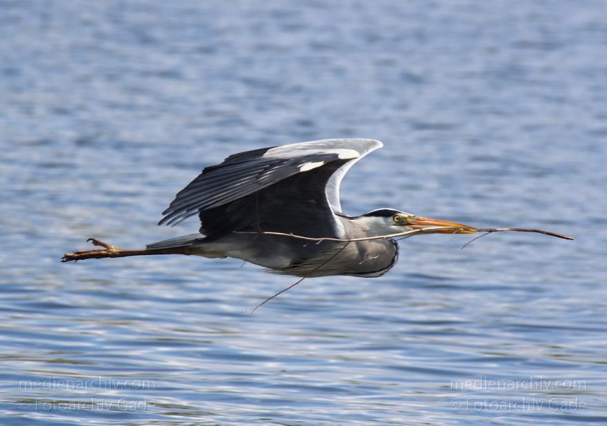 Vogel. Graureiher. Fliegender Fischreiher mit Zweig im Schnabel
12. 4. 2014. Brandenburg. Hennigsdorf. Fauna. Tiere. Vogel. Graureiher. Fliegender Fischreiher mit Zweig im Schnabel
Schlüsselwörter: Ardea cinerea;Brandenburg;Fauna;Fischreiher;Graureiher;Schreitvogel;Tiere;Vogel;2014;Vögel