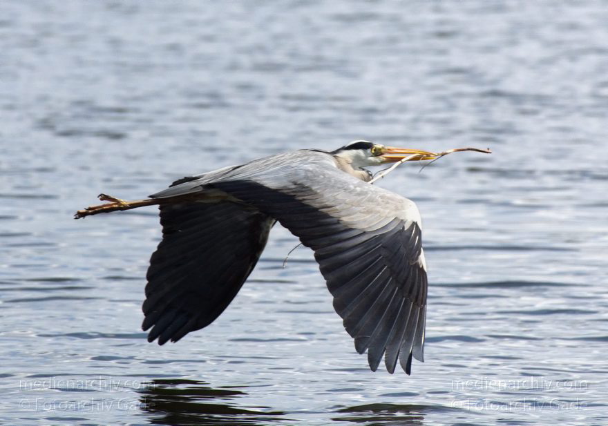 Vogel. Graureiher. Fliegender Fischreiher mit Zweig im Schnabel
12. 4. 2014. Brandenburg. Hennigsdorf. Fauna. Tiere. Vogel. Graureiher. Fliegender Fischreiher mit Zweig im Schnabel
Schlüsselwörter: Ardea cinerea;Brandenburg;Fauna;Fischreiher;Graureiher;Schreitvogel;Tiere;Vogel;2014;Vögel
