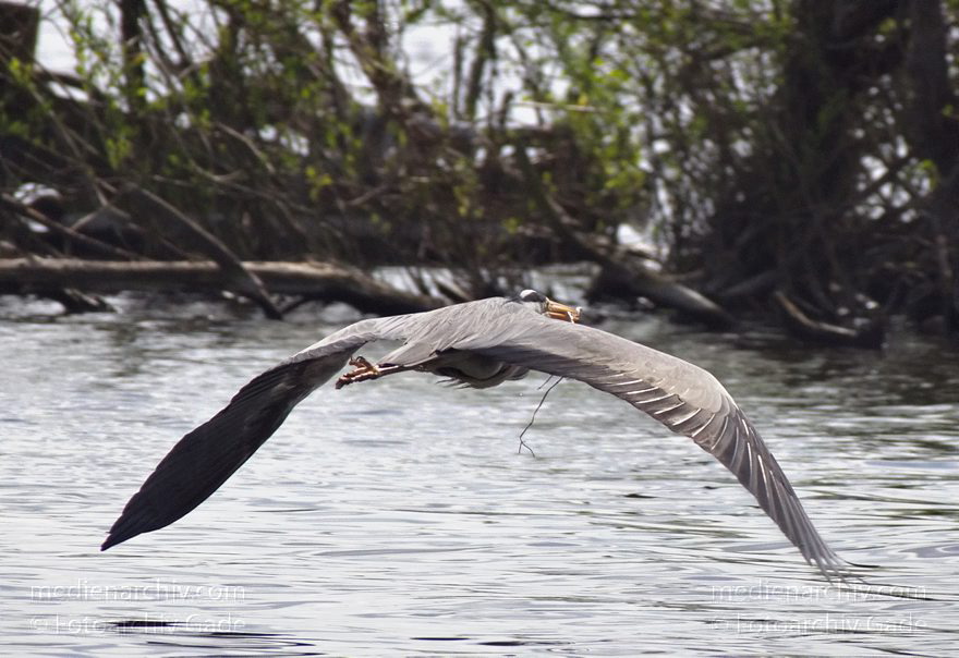 Vogel. Graureiher. Fliegender Fischreiher mit Zweig im Schnabel
12. 4. 2014. Brandenburg. Hennigsdorf. Fauna. Tiere. Vogel. Graureiher. Fliegender Fischreiher mit Zweig im Schnabel
Schlüsselwörter: Ardea cinerea;Brandenburg;Fauna;Fischreiher;Graureiher;Schreitvogel;Tiere;Vogel;2014;Vögel