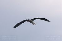 Vogel-Graureiher-20140520-146.jpg