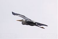 Dateiname=Vogel-Graureiher-20140523-154.jpg
Dateigröße=55KB
Abmessungen: 880x591
hinzugefügt am: 06. Januar 2016 Vogel-Graureiher-20140523-154.jpg