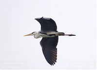 Vogel-Graureiher-20140523-156.jpg