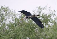 Vogel-Graureiher-20140523-157.jpg