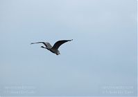 Vogel-Graureiher-fliegend-20110625-40.jpg