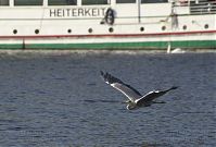 Vogel-Graureiher-fliegend-20110920-126.jpg