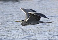 Vogel-Graureiher-fliegend-20110920-127a.jpg
