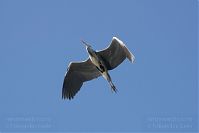 Vogel-Graureiher-fliegend-20120428-150.jpg