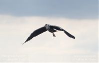 Vogel-Graureiher-fliegend-20120519-506.jpg