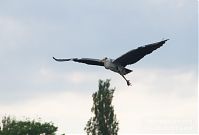 Dateiname=Vogel-Graureiher-fliegend-20120519-507.jpg
Dateigröße=72KB
Abmessungen: 880x597
hinzugefügt am: 06. Januar 2016 Vogel-Graureiher-fliegend-20120519-507.jpg